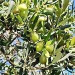 Olea * Bale