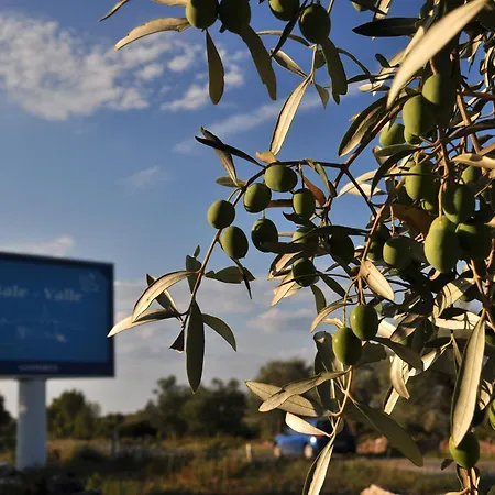 Olea