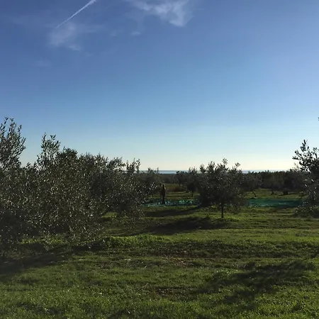 Olea *