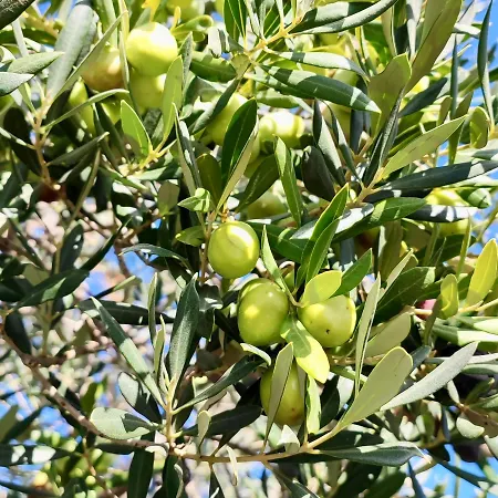 Olea * Bale