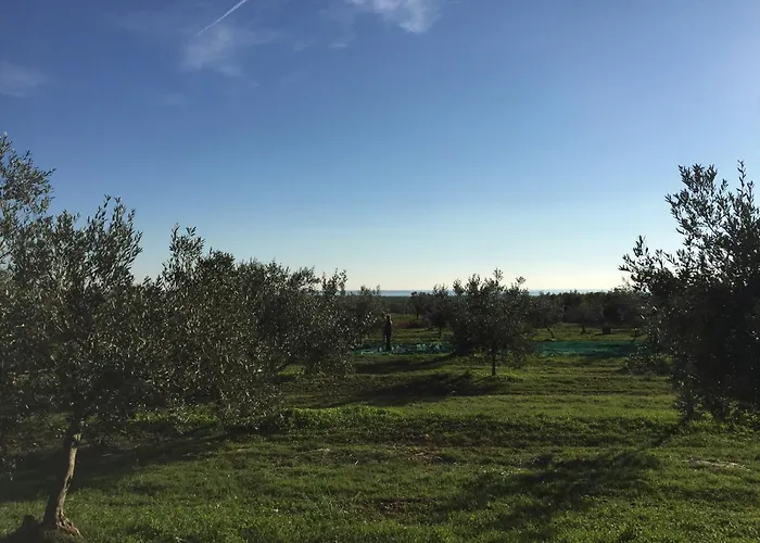 Olea *