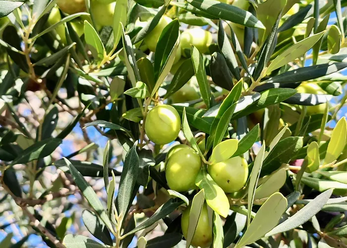 Olea * Bale
